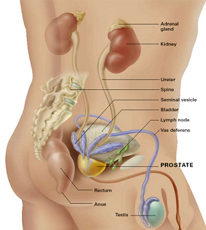 A prostatitis fertőzés útjai, Prosztatagyulladás hogyan lehet megismerni a fertőzést